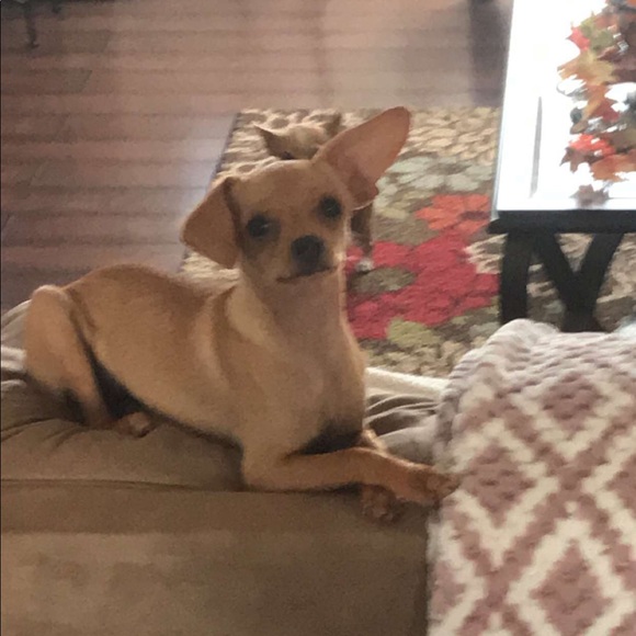 Meet your Posher, Deanna - Picture 1 of 1